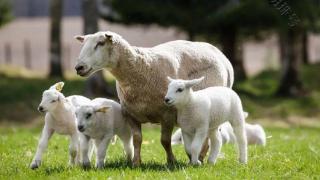 母羊缺乏营养会出现什么症状？母羊缺乏营养应该怎么补充？