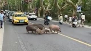南京中山陵景区7头野猪“遛弯”散步引发关注