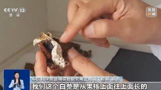 苹果上为啥长蘑菇？专家揭秘“果菌王”