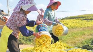 通泉街道金丝皇菊开出致富花