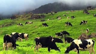 温春奶牛生态牧场项目开工