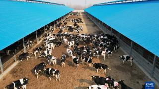河北抚宁:发展畜牧产业促农增收