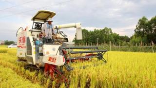 贵港市港南区推广水稻粉垄技术再次增产