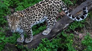 俄滨海边疆区“豹之乡”国家公园专家新发现一虎一豹