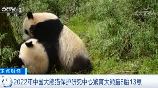喜人成绩单!2022年中国大熊猫保护研究中心繁育大熊猫8胎13崽