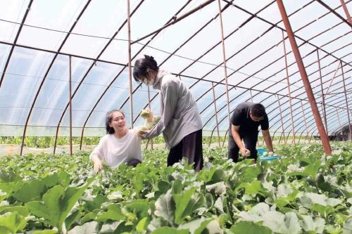 河北承德市双滦区：种植特色果蔬促共富