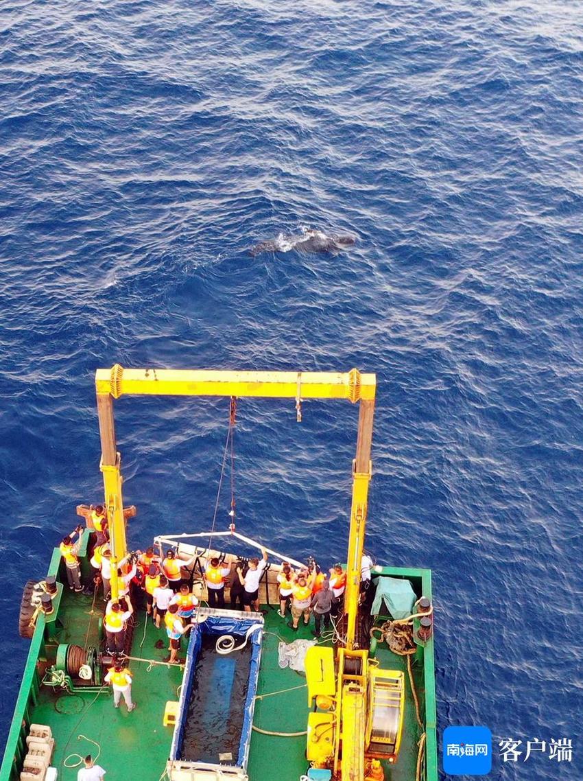 晓峰近距离｜国内首例搁浅领航鲸成功救治 “海棠”在三亚放归
