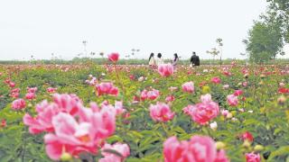 赤芍花开游客来