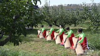 亚洲最大标准苹果梨生产基地龙井苹果梨飞向全世界