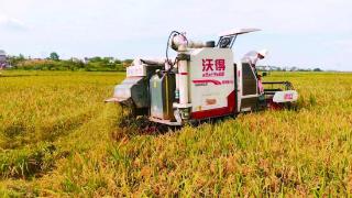 亩产614.17公斤！汨罗“稻再油”表现“亮眼”增产增收