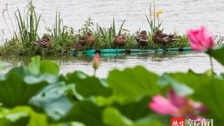 南京玄武湖已成鸟类天堂，绿头鸭已被视为定居点
