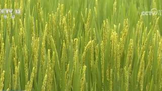 300多万亩水稻防病治虫 绿色防控保障秋粮丰产丰收