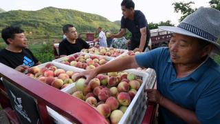 组图丨村民不幸患病 众乡亲抢着帮忙干农活