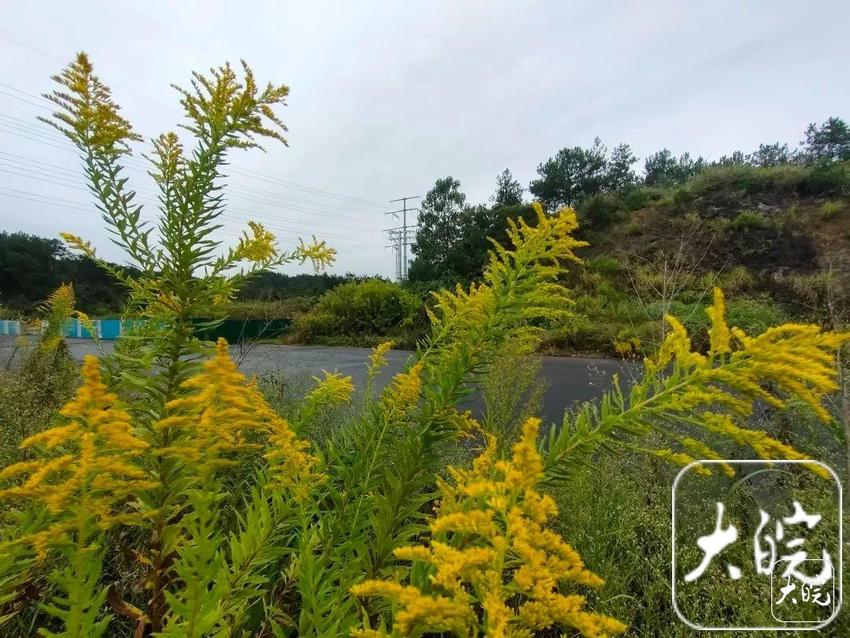 又到“加拿大一枝黄花”泛滥时（图）