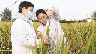 水稻测产促高产