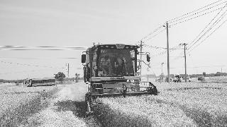 枣强县逾五十七万亩小麦开镰收割