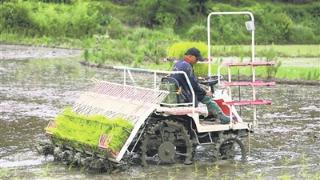 推广水稻机械化种植确保丰产增收