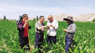 皋兰县全力打造万亩玉米制种基地