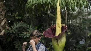 英国邱园“尸香魔芋”开花，几百米外闻到尸臭味，游客捏鼻子赏花