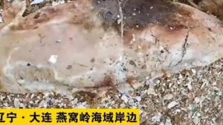 燕窝岭海边发现死亡海兽，身躯发白开始腐烂，是国家二级保护动物