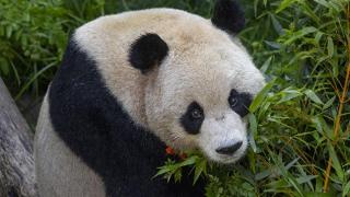 美国圣迭戈动物园公布大熊猫“云川”“鑫宝”首张图片：近几周还不会与公众见面