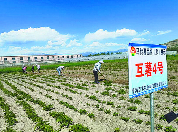 青海省海东市互助土族自治县油菜产业有序发展