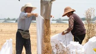 满地金黄，“鲁南粮仓”六十多万亩小麦喜获丰收