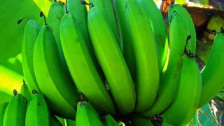 香蕉是中国本土水果吗，有什么文化内涵，看完文章就懂了