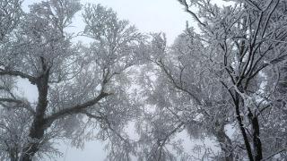 吉林市初雪：玉树银花 分外妖娆