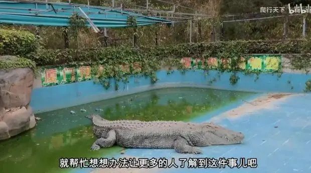 厦门一动物园圈养的亚洲最大鳄鱼被斥“快被养死了”，园方回应