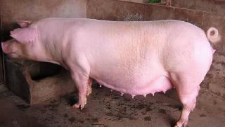母猪过肥和过瘦的危害有哪些？养殖母猪，一定要控制好膘情