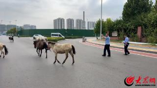 7匹马任性“轧马路”，鲁西新区民警秒变“马语者”