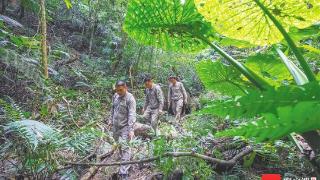 海南热带雨林国家公园五指山片区扎实开展巡山护林工作