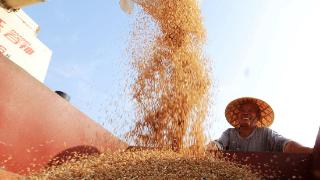 临沂430余万亩小麦迎收割