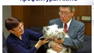 普京送给日本秋田县知事的猫因病死亡