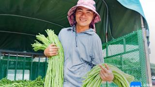 南菜北运正当时 海南瓜果菜主销往苏桂冀豫鄂