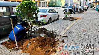 道路绿化再提升 人居环境再“美颜”