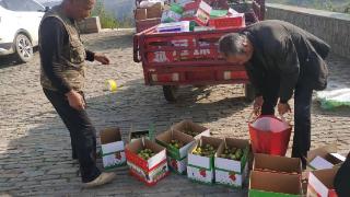 对话“红枣之乡”镇长：有的品种不出市就被卖空，将红枣产业与旅游结合发展