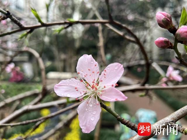 南京雨水“洗刷”春意浓