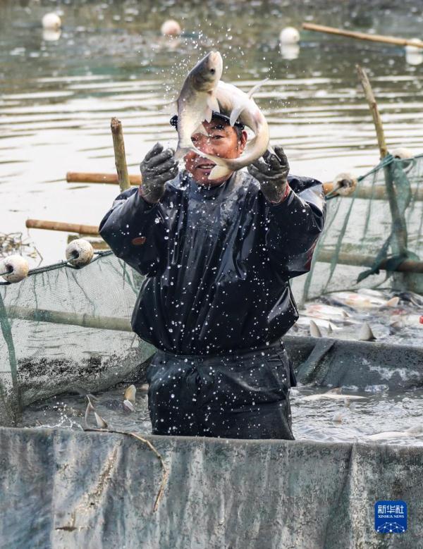 江苏淮安流均镇养殖户在鱼塘冬捕忙碌时节呈现丰收景象