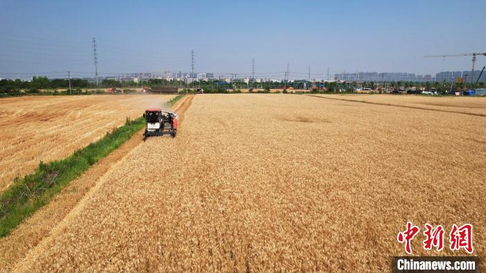 安徽肥西：夏收好“丰”景 小麦抢收忙
