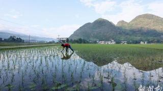 城步：初夏插秧忙