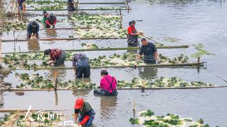 湖南道县：种藠头 促增收