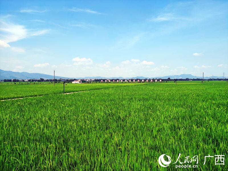 平南县水稻产业示范区万亩水稻抽穗扬花 丰收在望