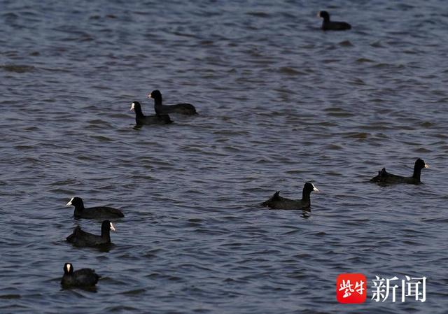 百余只白骨顶鸡飞临南京长江三桥下湿地