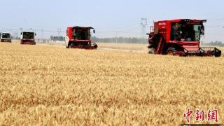 河北阜城开展“农机手大比武” 42.3万亩小麦开镰收割