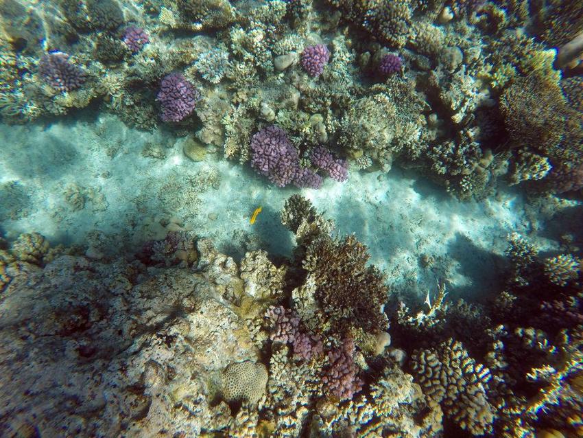 气候变化正在破坏全球珊瑚礁
