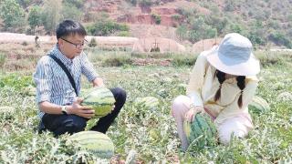 满地西瓜“甜蜜”上市