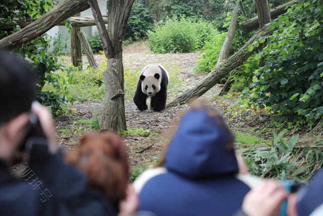 比利时：大熊猫“天宝”庆祝八岁生日