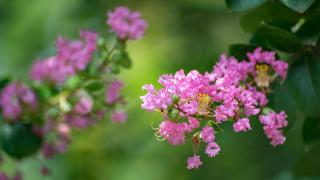 临沂：夏日紫薇花娇艳盛开